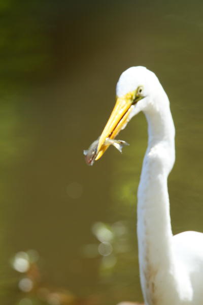 great egret Ardea alba out of focus