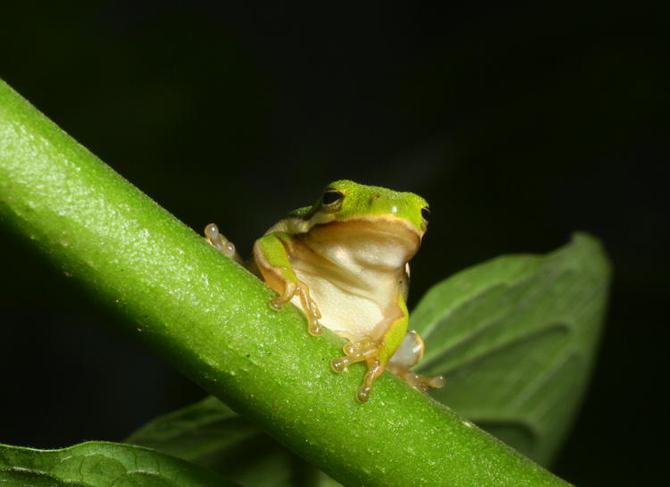 green treefrog Hyla cinerea deciding against the leap