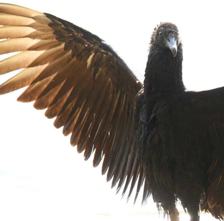 black vulture Coragyps atratus displaying wings as photographer draws close