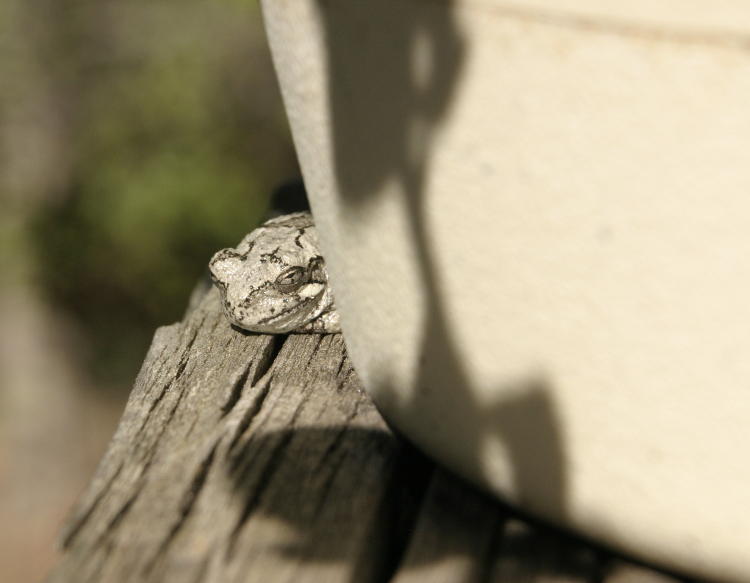 Copes grey treefrog Hyla chrysoscelis sheltering in lee of potted plant