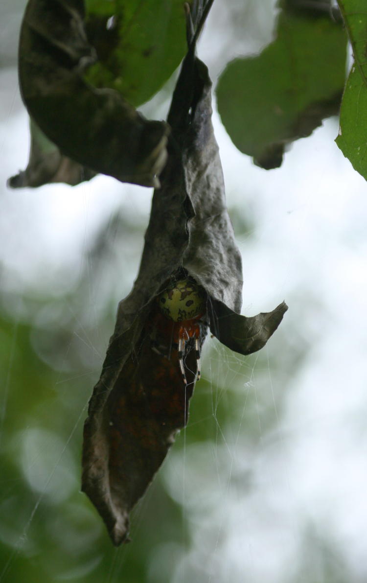 marbled orbweaver Araneus marmoreus sheltering almost hidden in large dead leaf