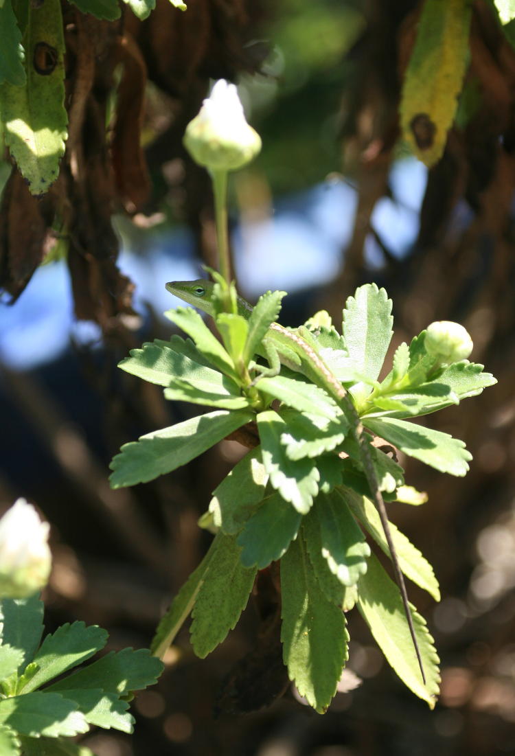 unidentified plant with Carolina anole Anolis carolinensis camouflaged atop