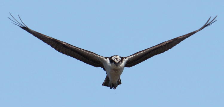 head-on shot of osprey Pandion haliaetus in flight