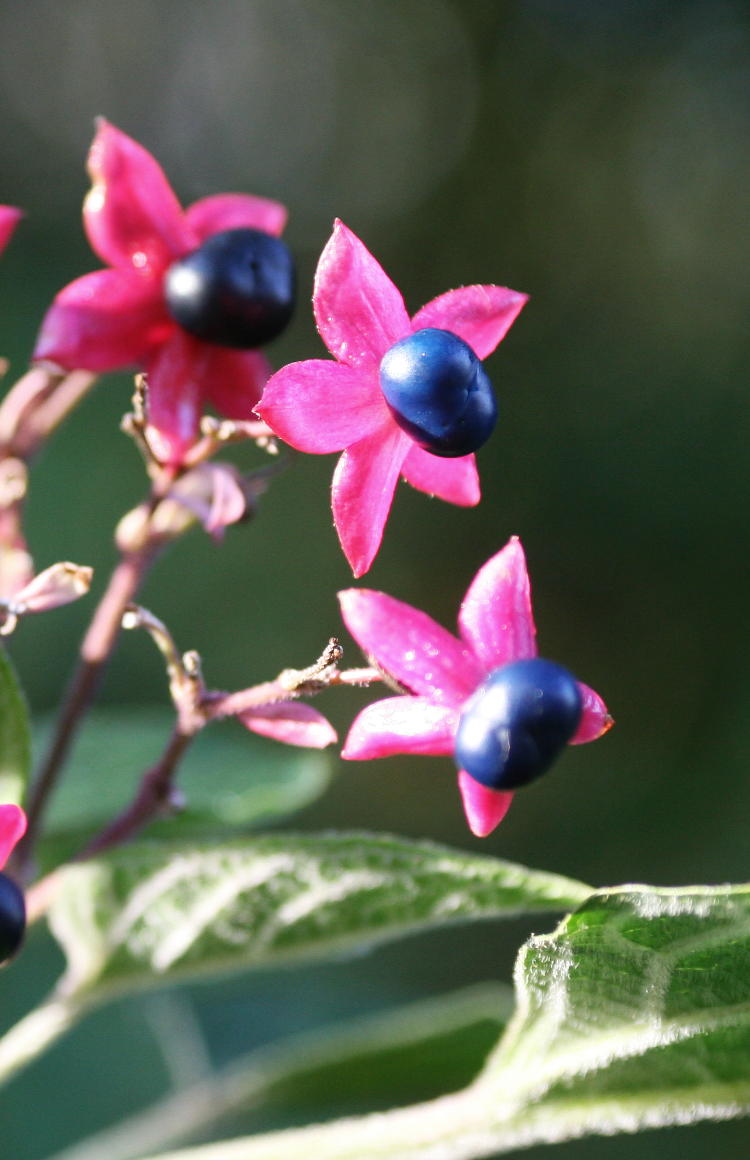 unidentified pink and blue wildflowers