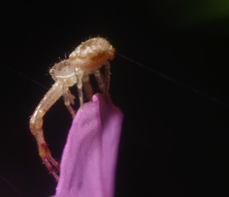 unidentified crab spider attempting to either set anchor line of balloon away