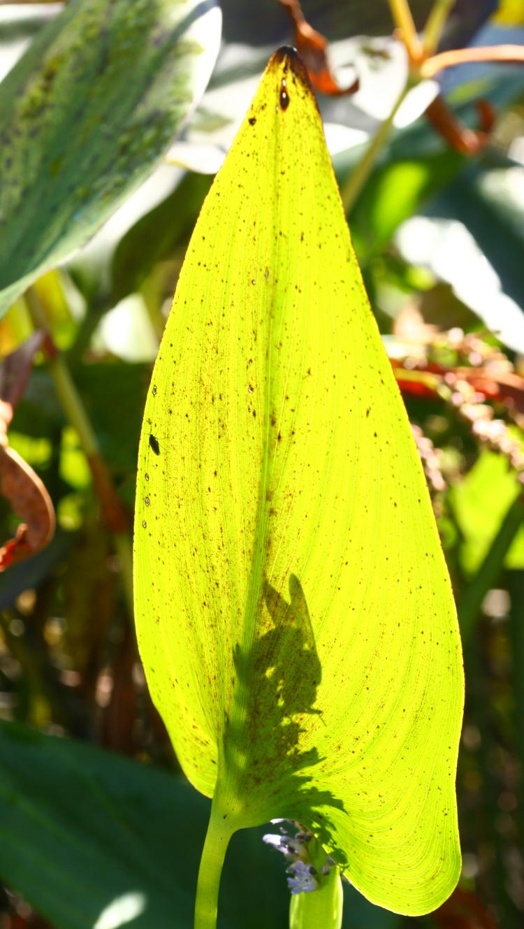 bumble or carpenter bee on flower seen as silhouette on leaf