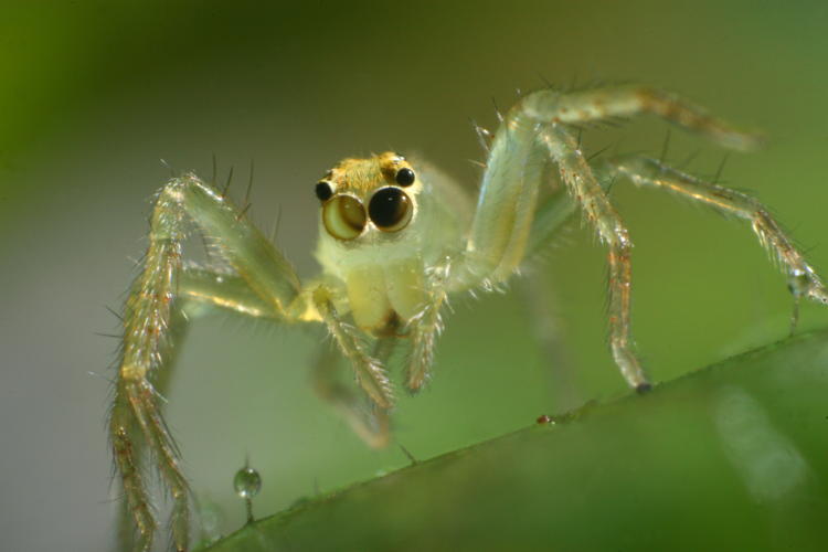 magnolia green jumping spider Lyssomanes viridis showing mismatched eyes