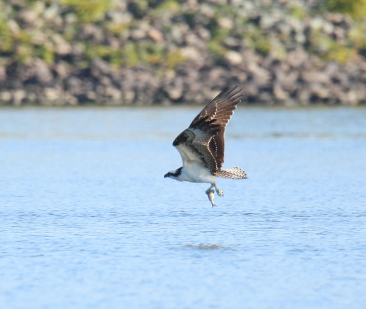 osprey Pandion haliaetus lifting from water with fish