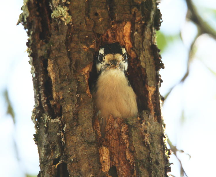 downy woodpecker Dryobates pubescens looking down from overhead excavation