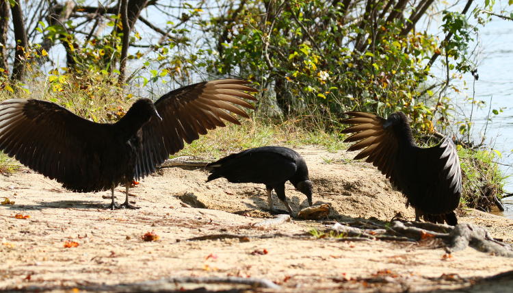 trio of black vultures Coragyps atratus, two displaying while one eats