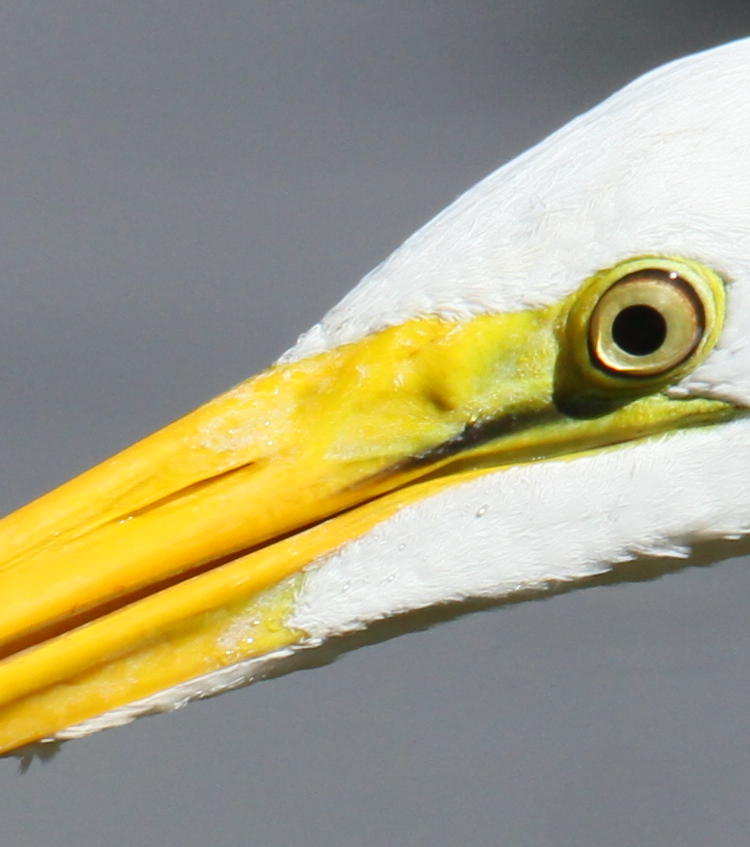 full resolution inset of same image of great egret Ardea alba