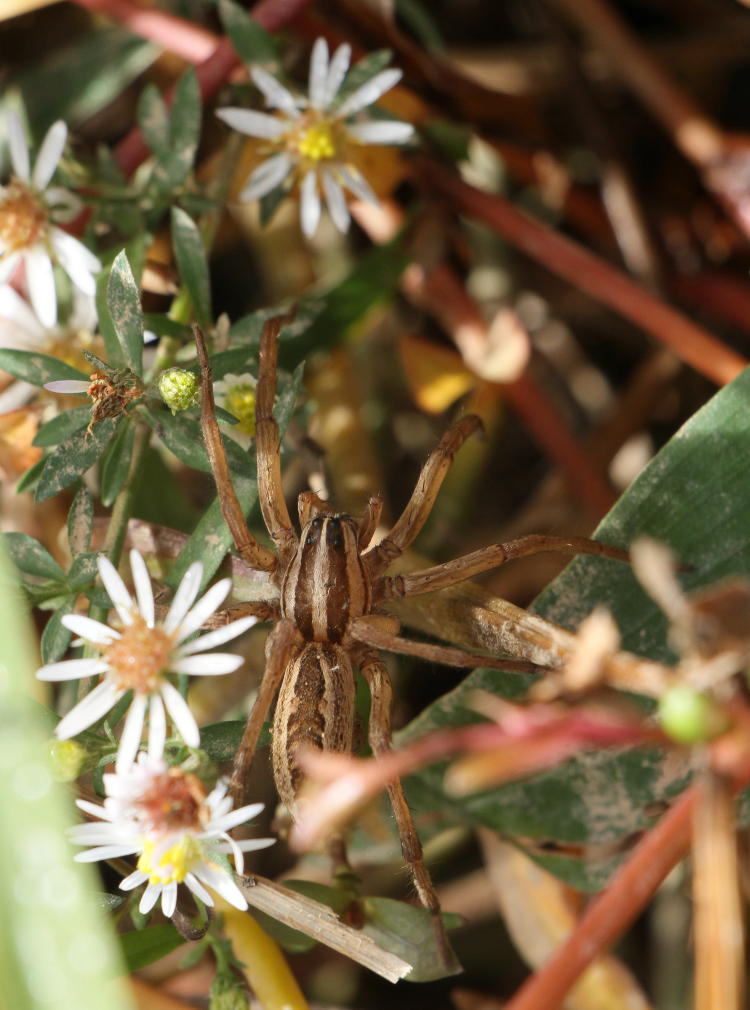 unidentified wolf spider Lycosidae wandering through undergrowth