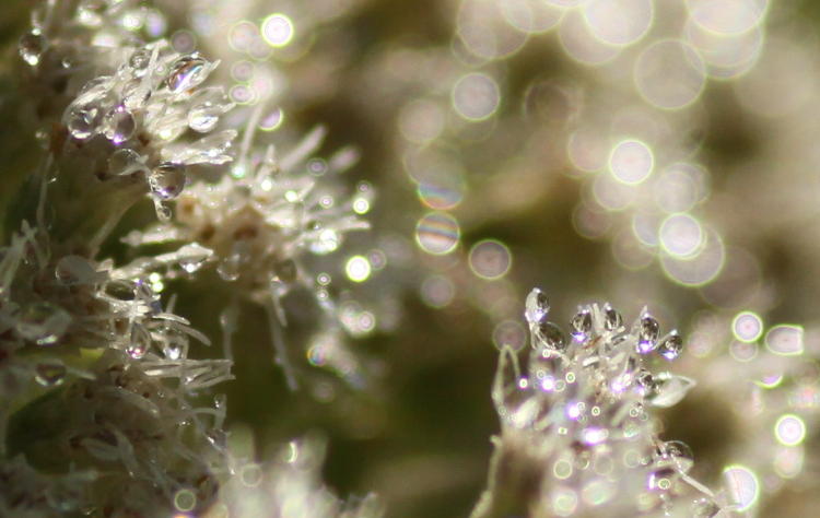 dew drops on unidentified flowers, showing purple fringing