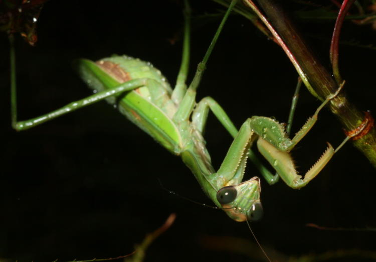 adult female Chinese mantis Tenodera sinensis appearing ready to lay eggs