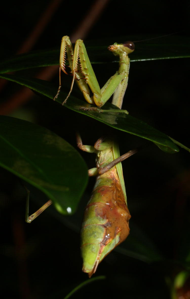 adult female Carolina mantis Stagmomantis carolina with ruptured abdomen