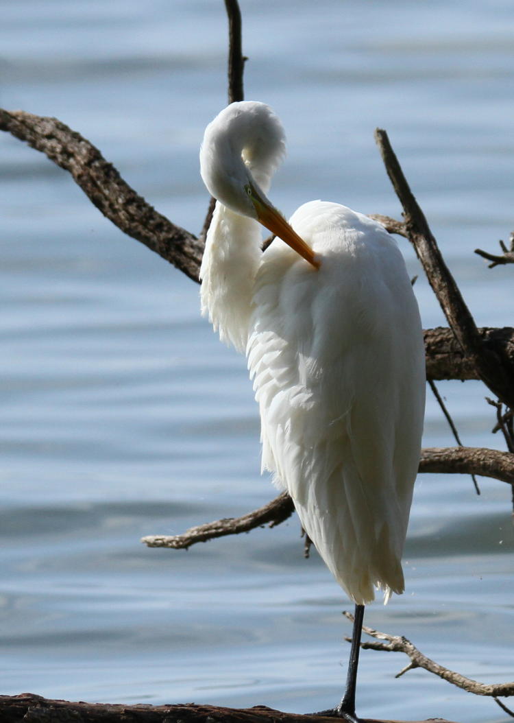 great egret Ardea alba grooming