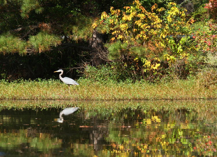 great blue heron Ardea herodias maintaining a safe distance