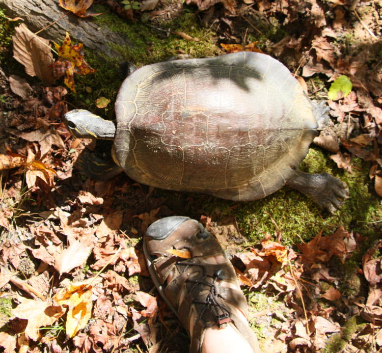 huge blind yellow-bellied slider Trachemys scripta scripta with author's foot for scale