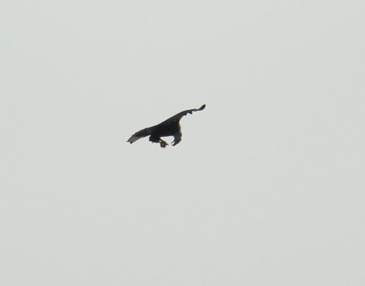 bald eagle Haliaeetus leucocephalus bending down towards fish in its talons in midair