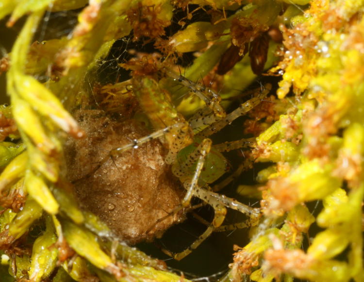 green lynx spider Peucetia viridans on egg sac deep within web-shielded hollow