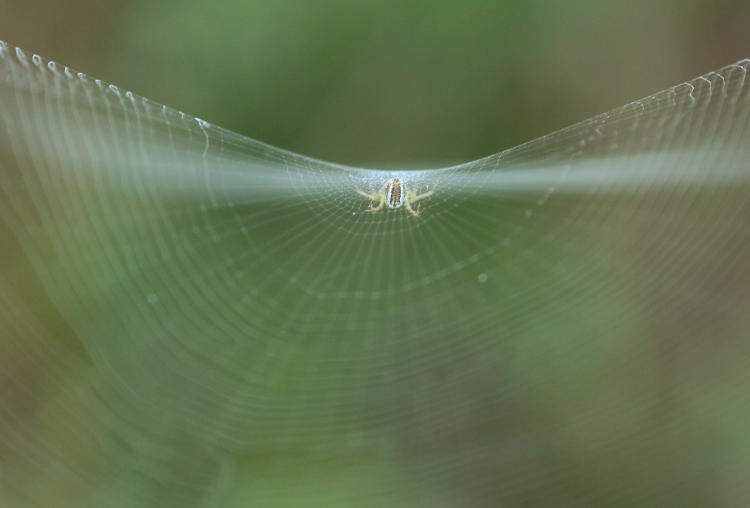 unidentified sheet web spider family Linyphiidae under curved web