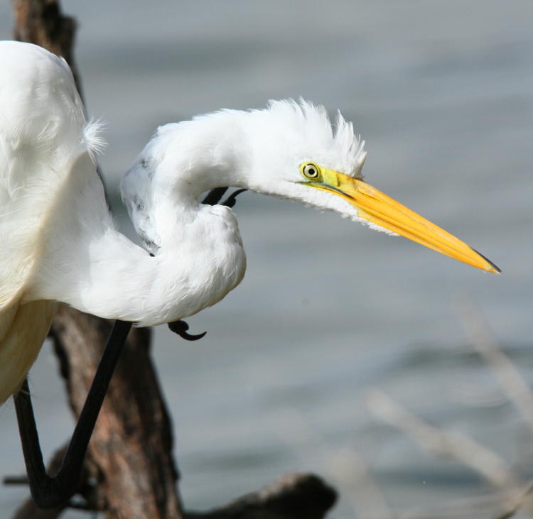 closeup of great egret Ardea alba scratching its neck