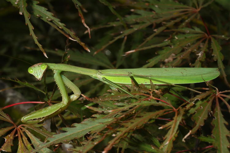 adult Chinese mantis Tenodera sinensis on Japanese maple