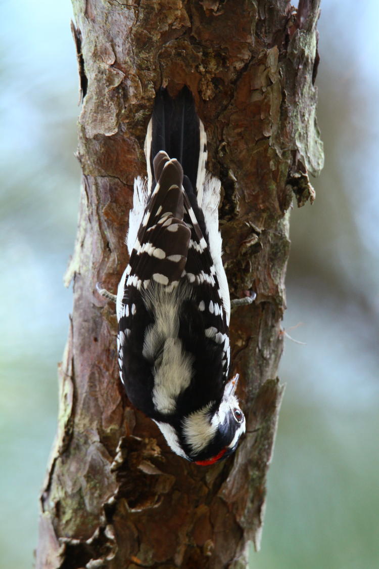 downy woodpecker Dryobates pubescens seen from directly underneath