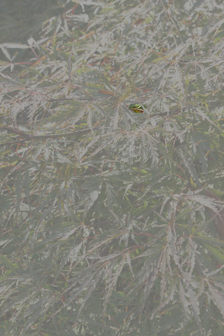 highlighted green treefrog Hyla cinerea in Japanese maple foliage