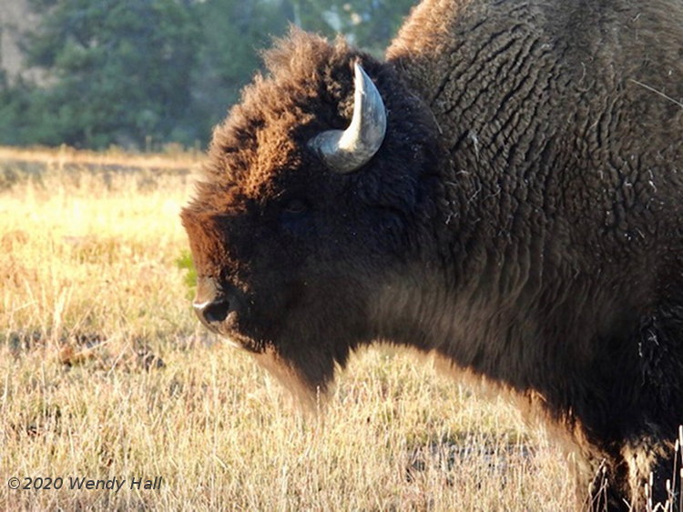 American bison Bison bison in Yellowstone National Park, by Wendy Hall