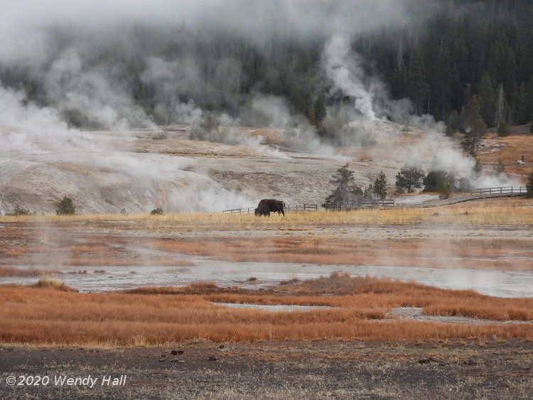 American bison Bison bison among steaming vents in Yellowstone National Park, by Wendy Hall