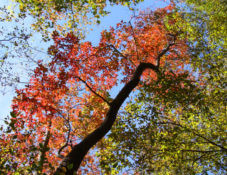 stark trunk with a smidgen of autumn color