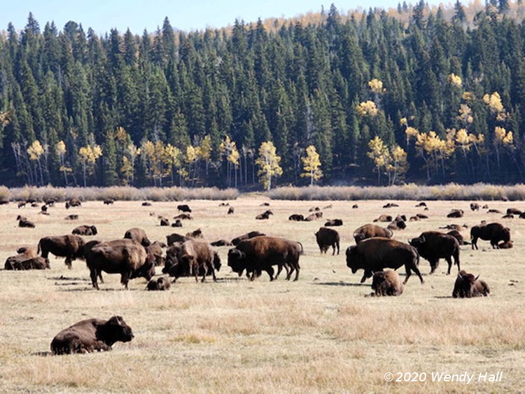 herd of American bison Bison bison in Yellowstone National Park, by Wendy Hall