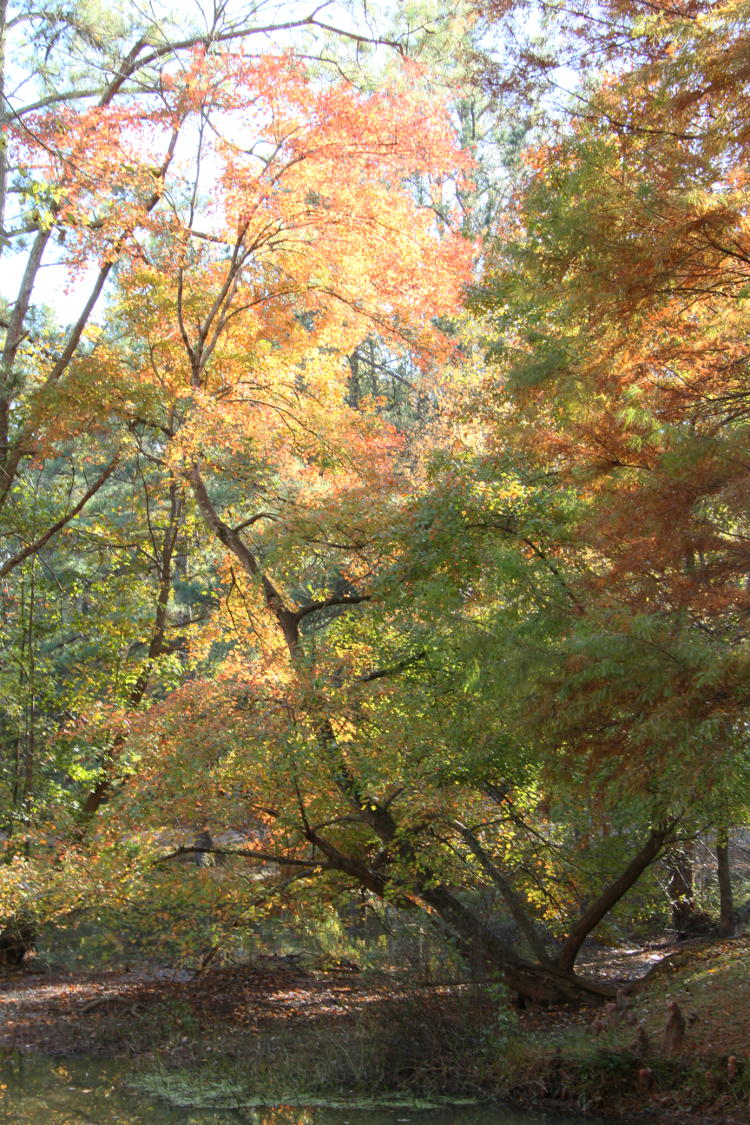 mix of fall colors