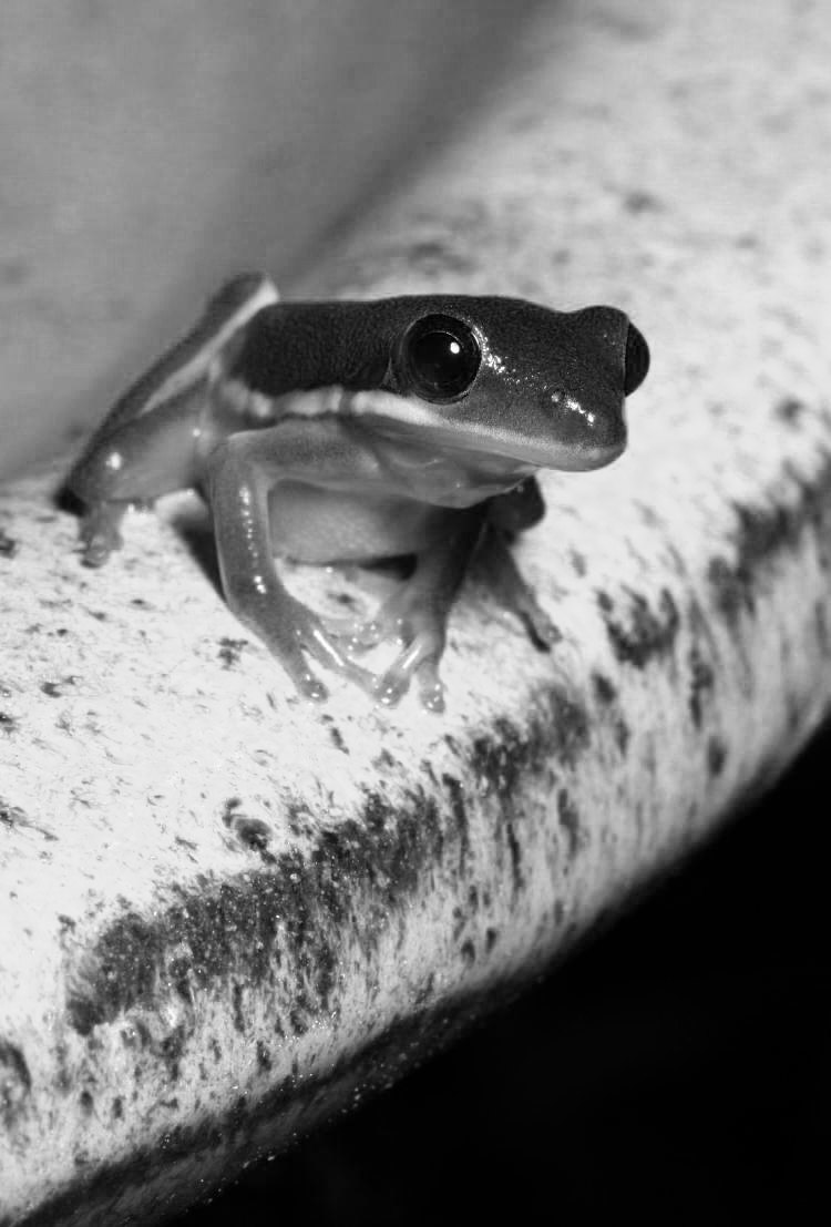 green treefrog Hyla cinerea in mixed channel greyscale