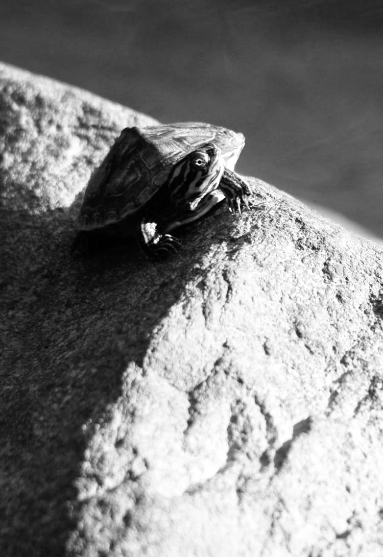 juvenile likely eastern river cooter Pseudemys concinna concinna perched on rock, green channel only