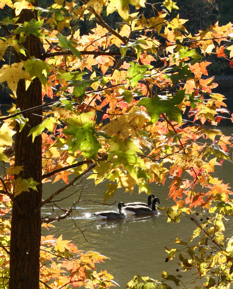 Canada geese Branta canadensis through gap of autumn color