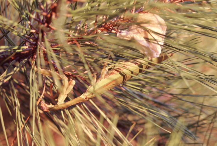 female Chinese mantis Tenodera sinensis almost finished producing egg sac ootheca in longneedle pine tree