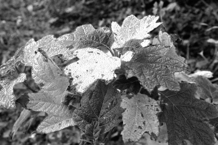 oak-leaf hydrangea Hydrangea quercifolia leaves in autumn colors, without the colors