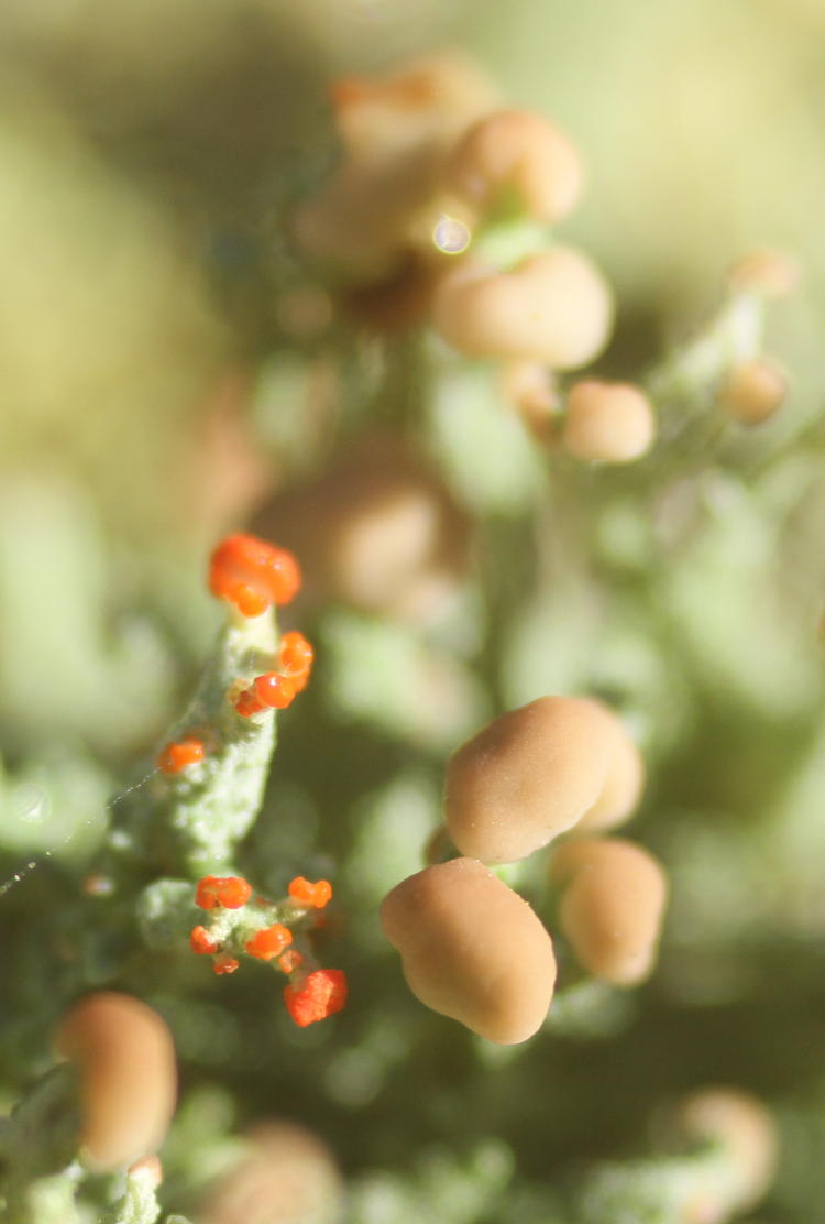 unidentified fungus atop signpost in tight macro