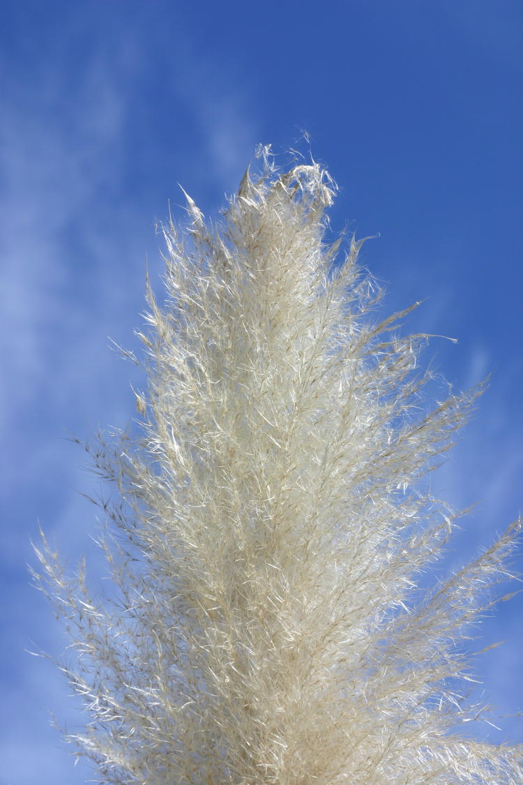 pampas grass blossoms against sky