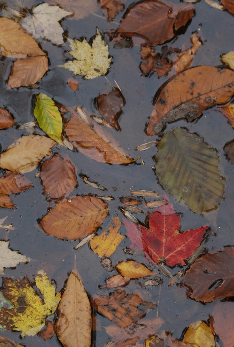 autumn leaves in still pool
