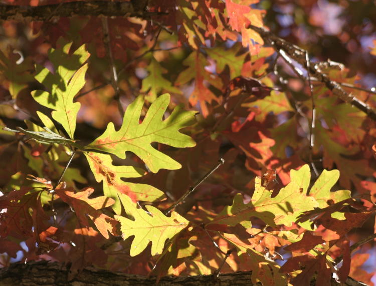 backlit oak leaves during early autumn