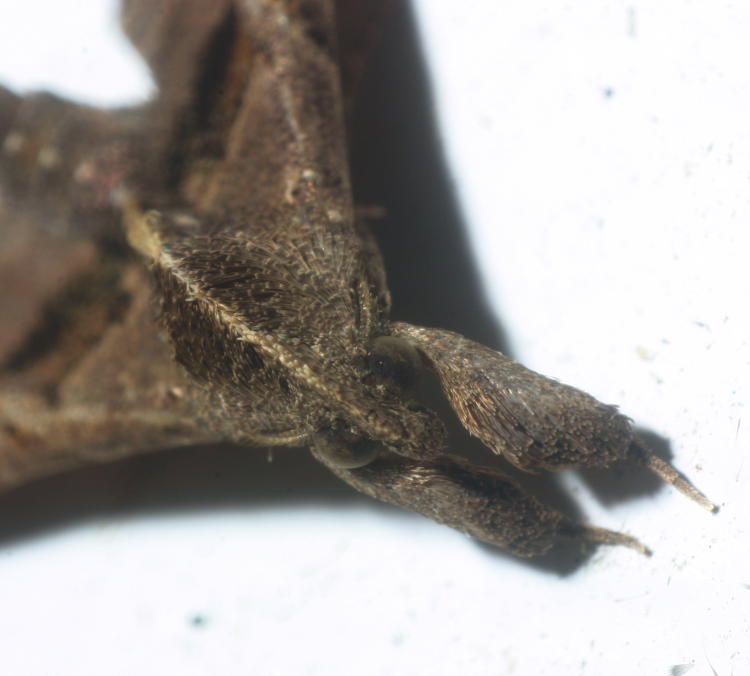 unidentified dark moth with fluffy forelegs