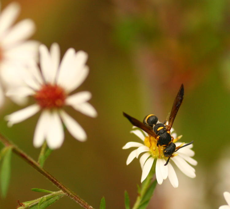 unidentified Hymenoptera on unidentified flower