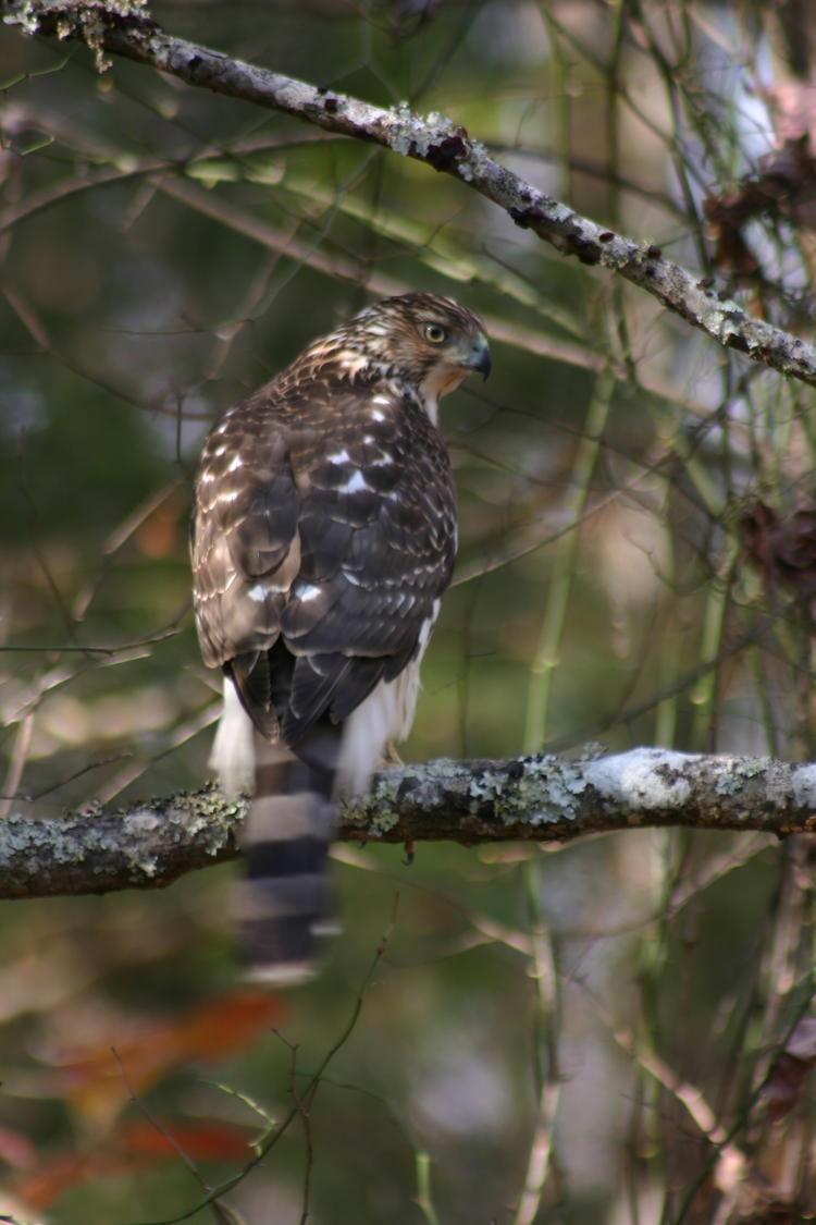 Cooper's hawk Accipiter cooperii looking chagrined