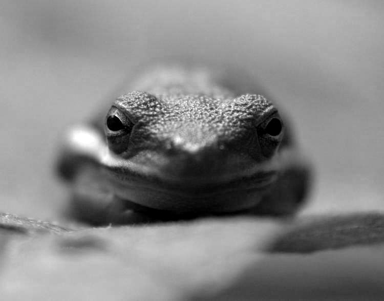 green treefrog Hyla cinerea in mixed-channel greyscale