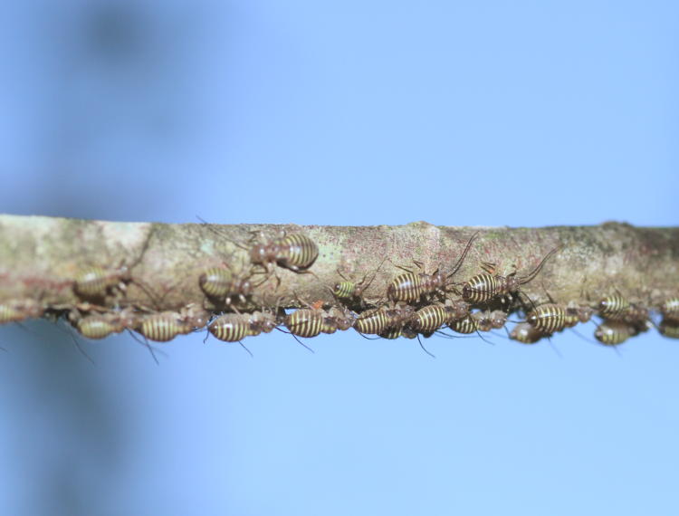 bark lice Cerastipsocus nymphs dispersing