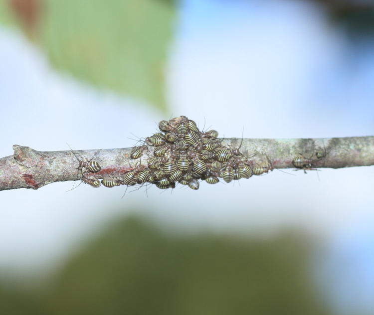 bark lice Cerastipsocus nymphs in cluster on branch