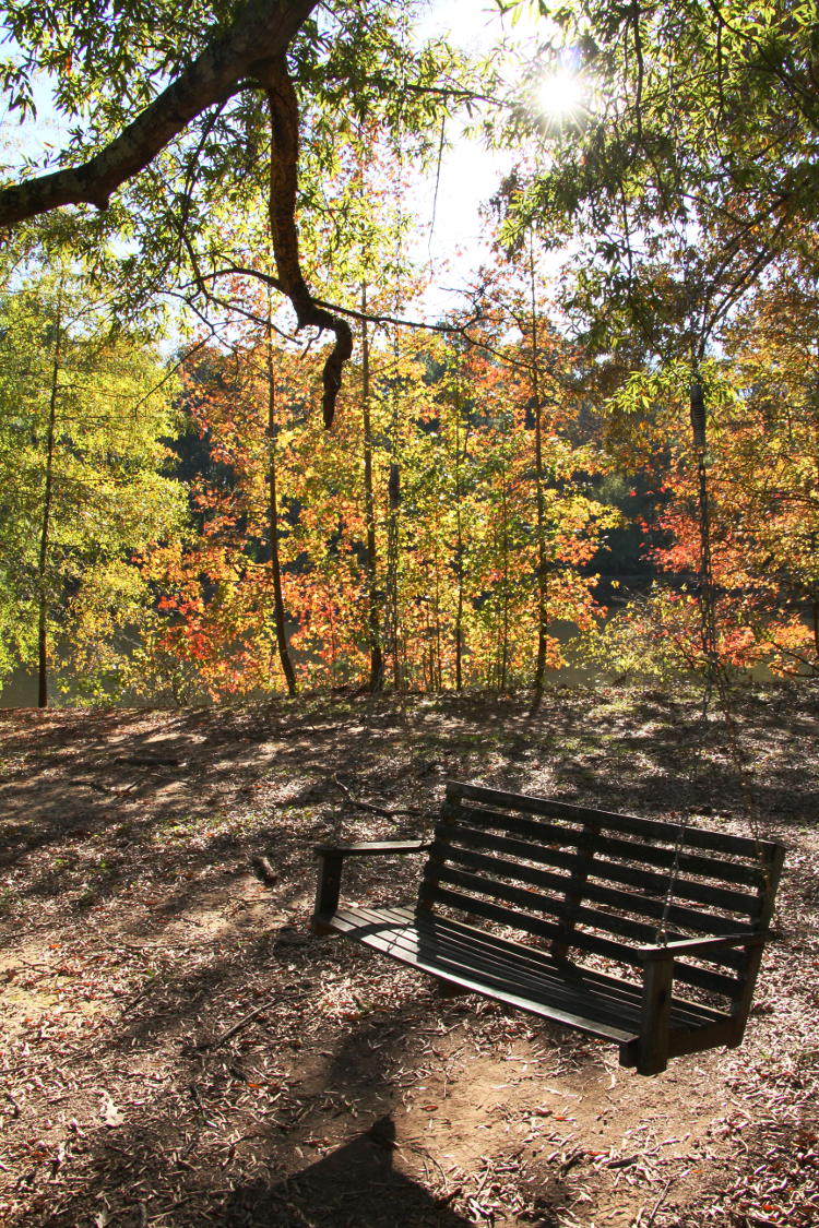 swing against fall colors